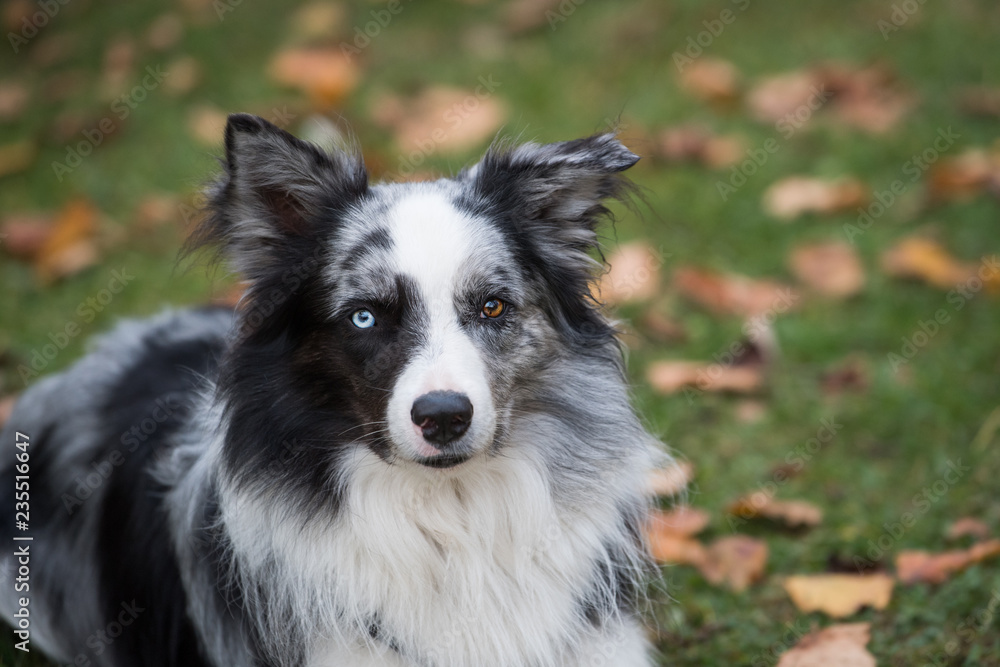 Adult border collie dog lying in a autumn meadow and looking to the camera
