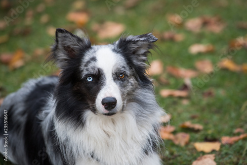 Fototapeta Naklejka Na Ścianę i Meble -  Adult border collie dog lying in a autumn meadow and looking to the camera