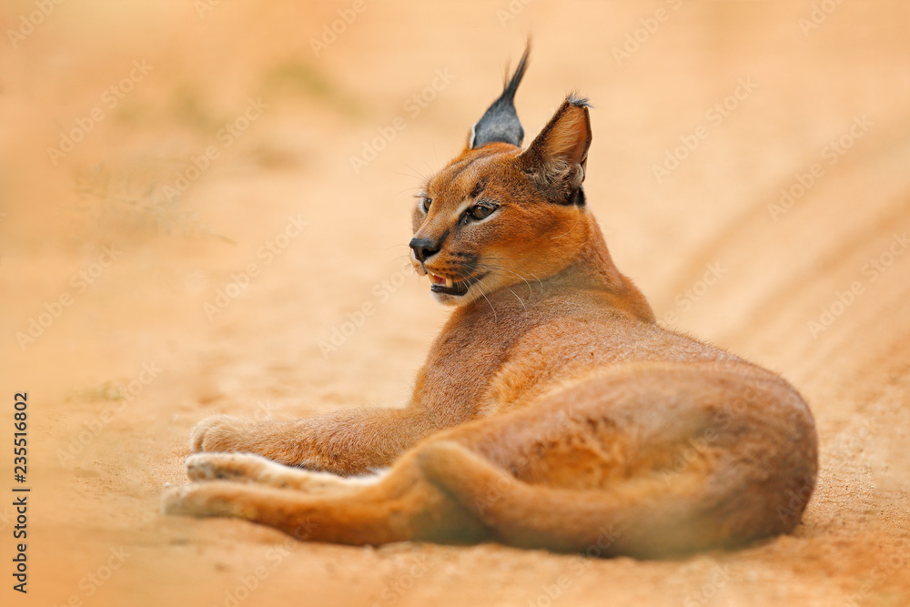 Fototapeta premium Karakal, ryś afrykański, w pomarańczowym piasku pustyni, Etosha NP, Namibia. Piękny dziki kot w natury siedlisku, Południowa Afryka. Zwierzę twarzą w twarz siedzi na szutrowej drodze, Felis caracal.