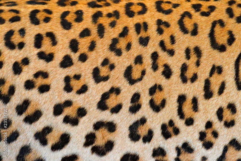 Leopard fur coat spotted detail, close-up portrait of wild cat, Etosha NP, Namibia in Africa. Wildlife scene from African nature. Leopard fur coat spotted detail, close-up portrait of wild cat, Etosha NP, Namibia in Africa. Wildlife scene from African nature.