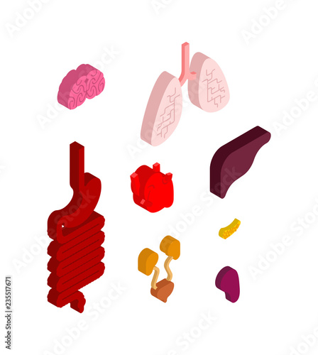 Internal organ isometric set. 3D anatomy of human body. Heart and brain. Liver and stomach. Esophagus and pancreas. Kidney and spleen. Lungs. Systems of man body and organs. medical systems