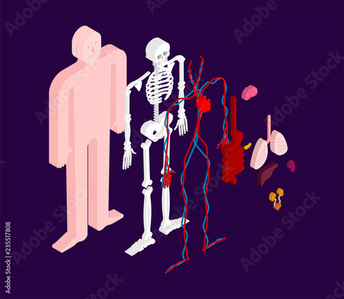 Human anatomy body isometric. Internal organs 3D. Organ systems of body. Heart and kidneys. Brain and stomach. Blood vessels