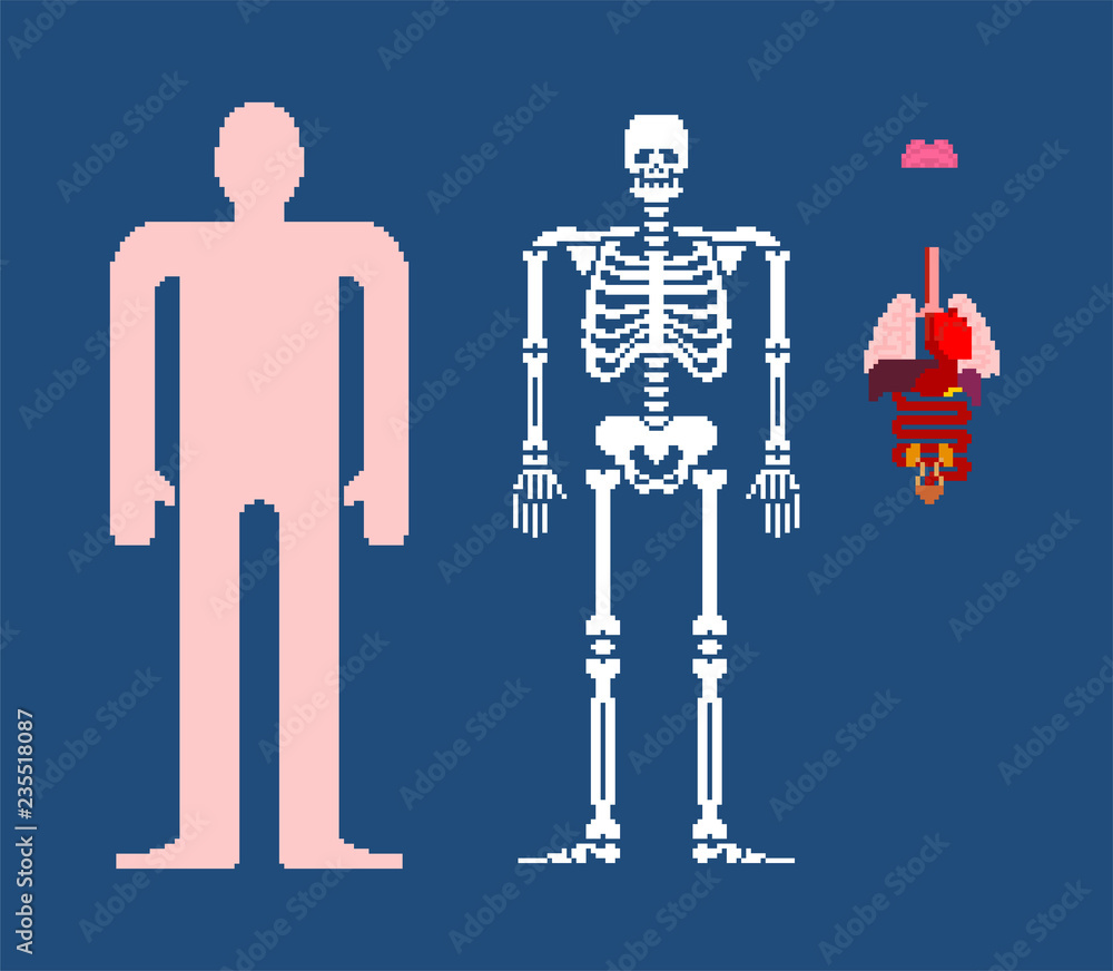 Human anatomy pixel art. 8bit Internal organs and skeleton. Pixelate