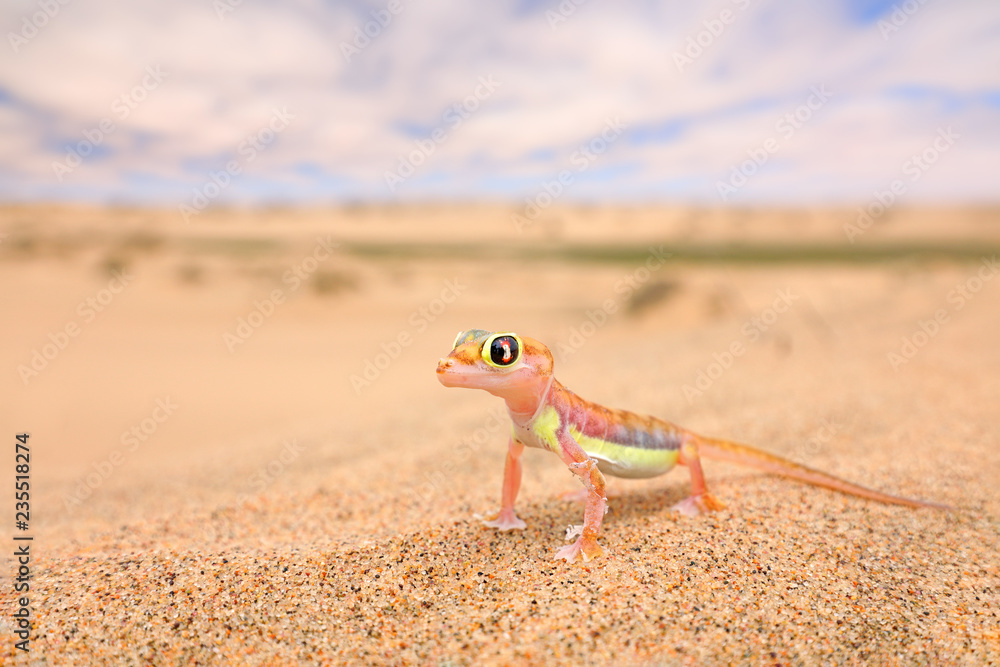 Naklejka premium Gecko z wydmy Namib, Namibia. Pachydactylus rangei, gekon palmato nizinny w naturalnym środowisku pustynnym. Jaszczurka na pustyni Namib z błękitnym niebem z chmurami, szeroki kąt. Przyroda dzikiej przyrody.