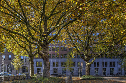 Group of plane trees in a street  in downtown Rotterdam, The Netherlands in autumn