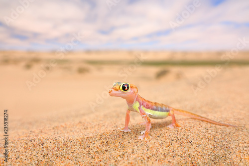 Gecko from Namib sand dune, Namibia. Pachydactylus rangei, Web-footed palmato gecko in the nature desert habitat. Lizard in Namib desert with blue sky with clouds, wide angle. Wildlife nature.