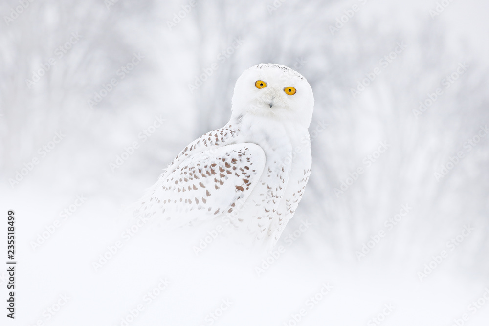 Fototapeta premium Sowa śnieżna siedzi na śniegu w siedlisku. Mroźna zima z białym ptakiem. Scena dzikiej przyrody z natury, Manitoba, Kanada. Sowa na białej łące, zwierzę bahavior.