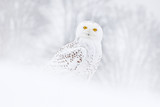 Snowy owl sitting on the snow in the habitat. Cold winter with white bird. Wildlife scene from nature, Manitoba, Canada. Owl on the white meadow, animal bahavior.