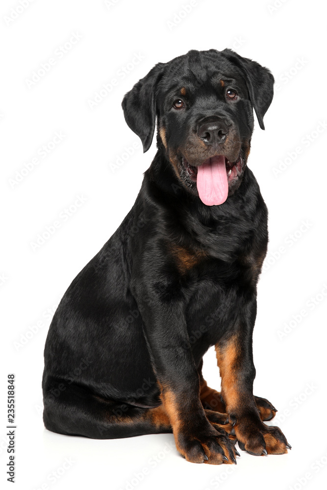 Portrait of a Young Rottweiler dog