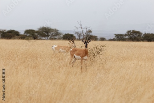 Soemmerring's gazelle (Nanger soemmerringii)