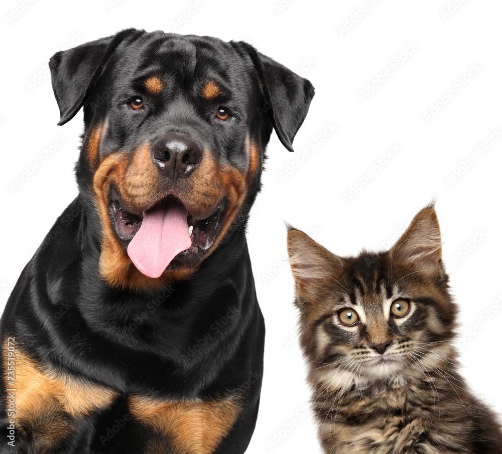 Obraz premium Close-up of Cat and Dog isolated on white