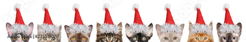 Large group of kitten half-face in Santa red hats