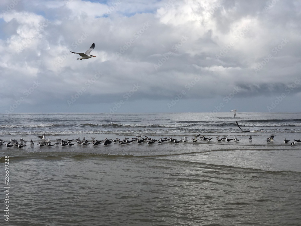 Sea Birds Ocean morning