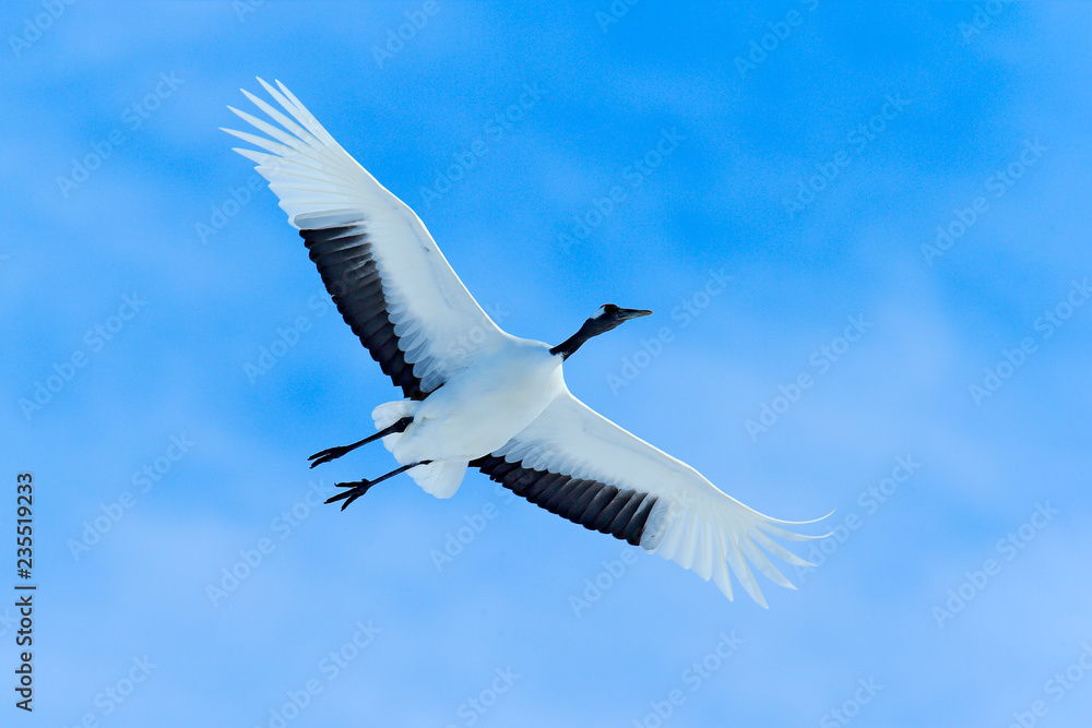Fototapeta premium Crane, winter scene with snowflakes. Wildlife scene from snowy nature. Two Red-crowned cranes in snowy meadow, Hokkaido, Japan. Cold day in the nature, bog white bird in the habitat.