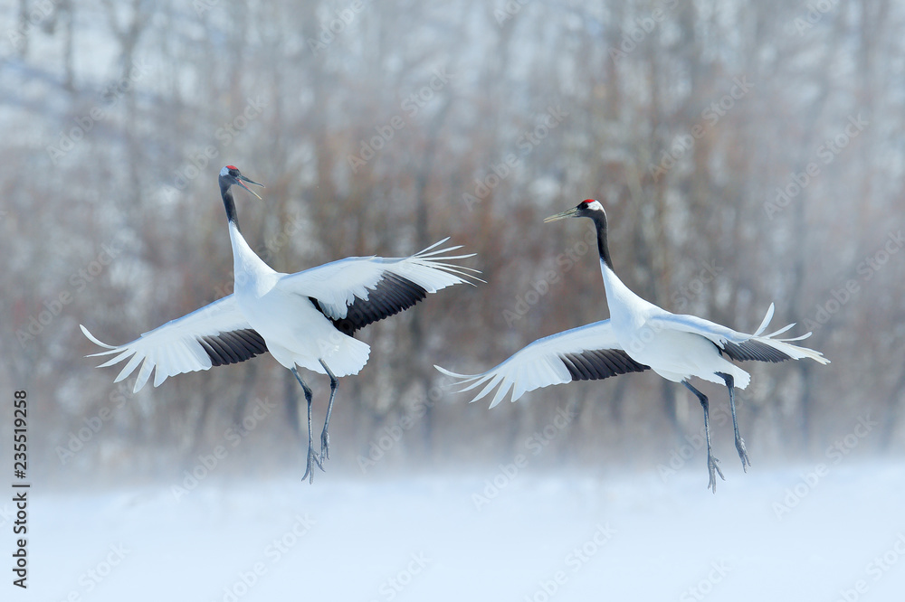 Dancing pair of Red-crowned crane with open wings, winter Hokkaido, Japan. Snowy dance in nature. Courtship of beautiful large white birds in snow. Animal love mating behaviour, bird dance. Dancing pair of Red-crowned crane with open wings, winter Hokkaido, Japan. Snowy dance in nature. Courtship of beautiful large white birds in snow. Animal love mating behaviour, bird dance.