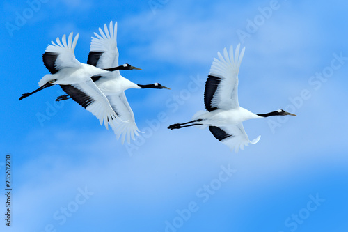 Three birds on the sky. Flying white birds Red-crowned cranes, Grus japonensis, with open wings, blue sky with white clouds in background, Hokkaido, Japan. Wildlife scene from nature.
