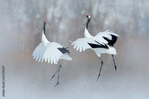 Dancing pair of Red-crowned crane with open wings, winter Hokkaido, Japan. Snowy dance in nature. Courtship of beautiful large white birds in snow. Animal love mating behaviour, bird dance.