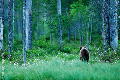 Lonely young cub bear in the pine forest. Bear pup without mother. Light animal in nature forest and meadow habitat. Wildlife scene from Finland near Russian border. Taiga during orange autumn. © ondrejprosicky