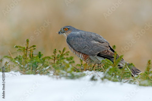 Eurasian sparrowhawk, Accipiter nisus, sitting on the snow in the forest with caught little songbird. Wildlife animal scene from nature. Bird in the winter forest habitat. © ondrejprosicky