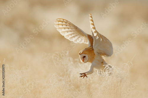Owl fly with open wings. Barn Owl, Tyto alba, sitting on the rime white grass in the morning. Wildlife bird scene from nature. Cold morning sunrise, animal in the habitat.