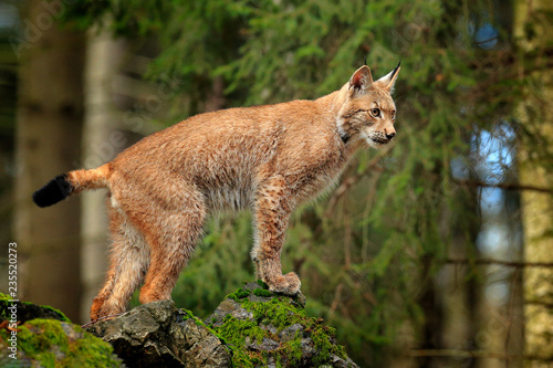 Lynx in the forest. Walking Eurasian wild cat on green mossy stone, green trees in background. Wild cat in nature habitat, Czech, Europe. Wildlife scene from nature. Beautiful fur coat animal.