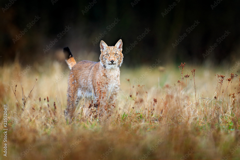 Fototapeta premium Ryś w lesie. Walking Eurasian dziki kot na zielonym omszałym kamieniu, zielone drzewa w tle. Dziki kot w środowisku naturalnym, Czechy, Europa. Scena dzikiej przyrody z natury. Piękne futro zwierząt.