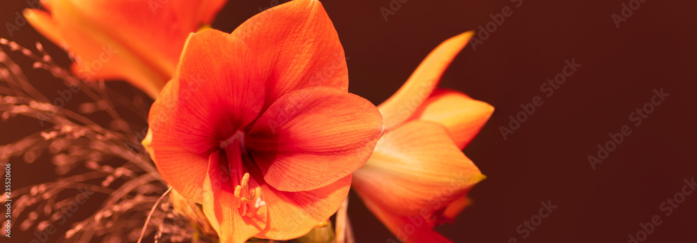 Amaryllis in orange, Blüten, Panorama Amaryllis in orange, Blüten, Panorama