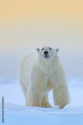 Polar bear on the ice and snow in Svalbard, dangerous looking beast from Arctic nature. Wildlife scene from nature.