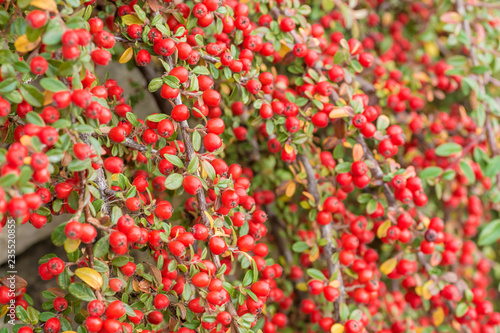 Rote Früchte der Zwergmispel Cotoneaster dammeri © Ralf Geithe