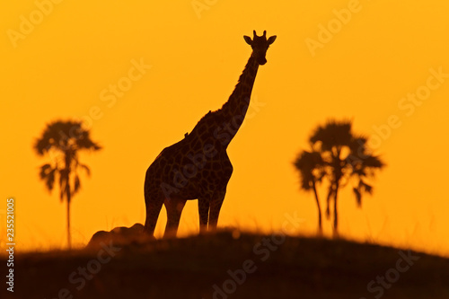 Idyllic giraffe silhouette with evening orange sunset light  Botswana  Africa. Animal in the nature habitat  with trees. Giraffe with palm tree  Okavango delta  Moremi.