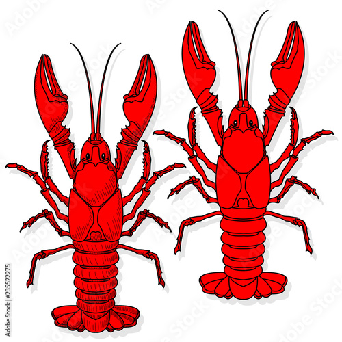 Crayfish vector illustration on a white background.
