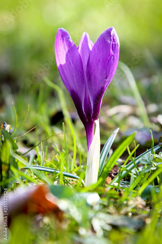 Fototapeta Naklejka Na Ścianę i Meble -  Lila Krokus, Frühblüher