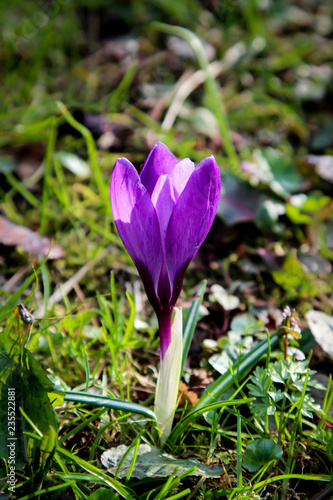 Fototapeta Naklejka Na Ścianę i Meble -  Lila Krokus, Frühblüher