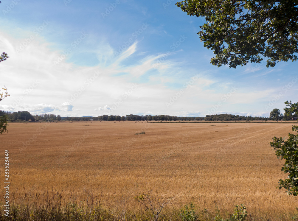 Obraz premium Getreideernte am Vänern See bei Mariestad im Värmland in Schweden. Die Strohballen liegen auf den abgeernteten Feldern.