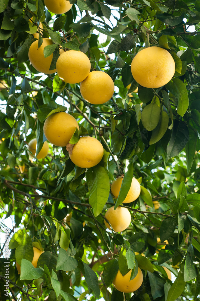 Ripe pomelo  fruits hang on the  tree