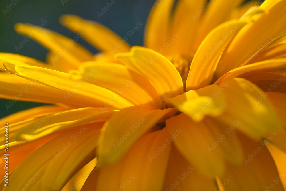 Fototapeta premium Close up view on a fragment of yellow daisy flower (shallow depth of field, macro)