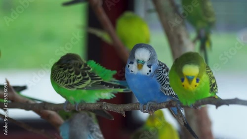 Budgerigar or Melopsittacus undulatus or budgie or parakeet. Coloful green and blue birds are sitting on branch and cleaning feathers.