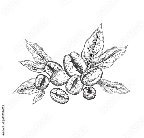 Coffee beans with leaves. Sketching style.