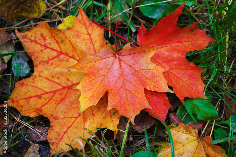 Autumn leaves are hollow red. The leaves lie on the ground, a heap of leaves. Autumn leaves are hollow red. The leaves lie on the ground, a heap of leaves.