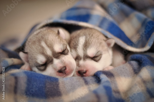 Little newborn puppies purebred gray and white siberian husky under the blue checked blanket