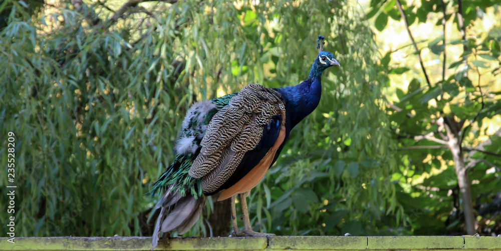 Fototapeta premium Ein Pfau in der Herbstsonne 