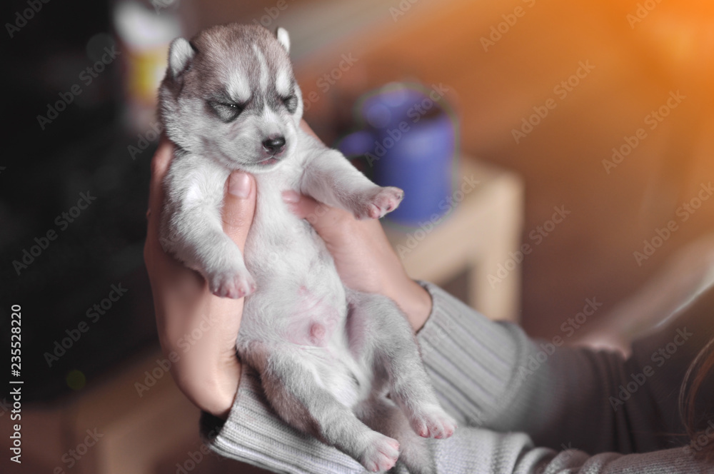 Little cute gray newborn puppy siberian husky on woman's hands toned