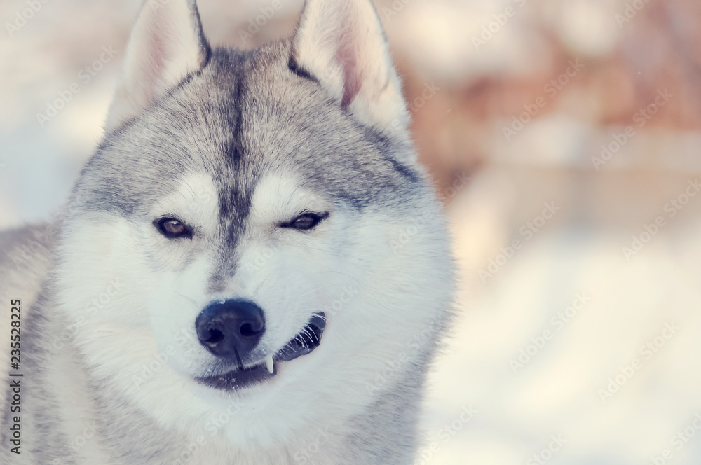 Winking dog. Light gray and white smiling husky dog on festive bokeh background toned. Winking dog. Light gray and white smiling husky dog on festive bokeh background toned.