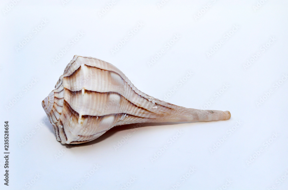 Naklejka premium Detail einer Schnecke, Muschel 