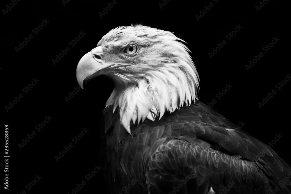 Seeadler Seeadler