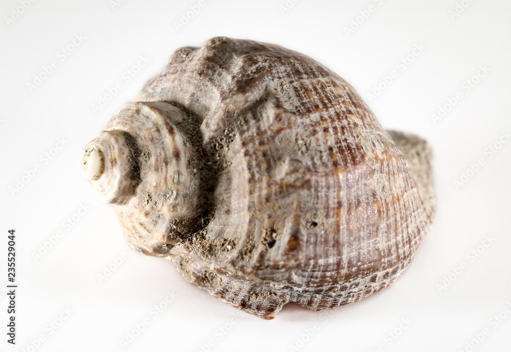 Detail einer Schnecke, Muschel 