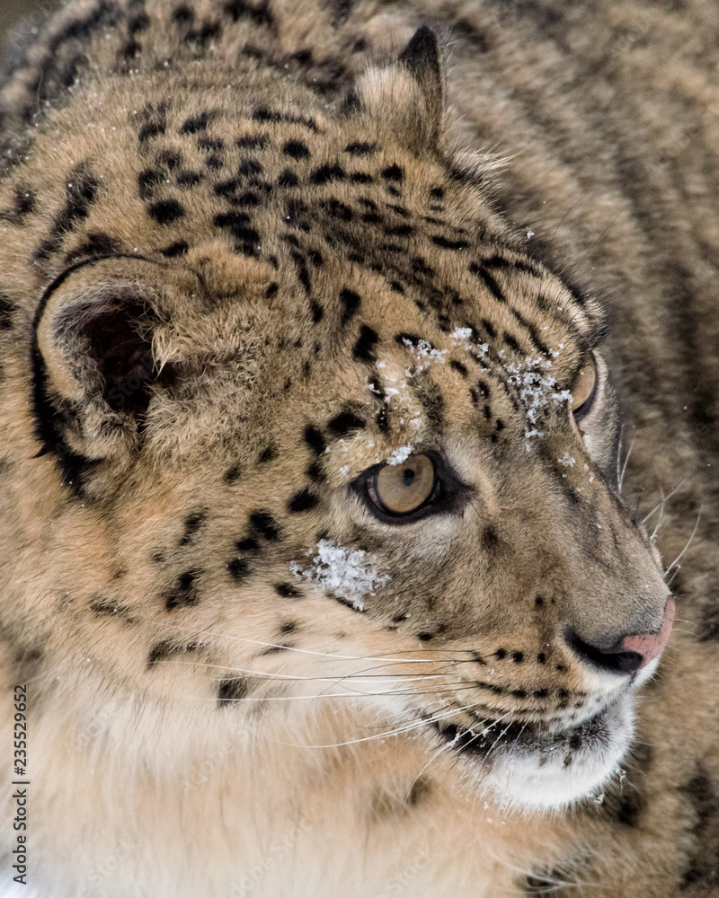 Obraz premium Snow Leopard Extreme Closeup