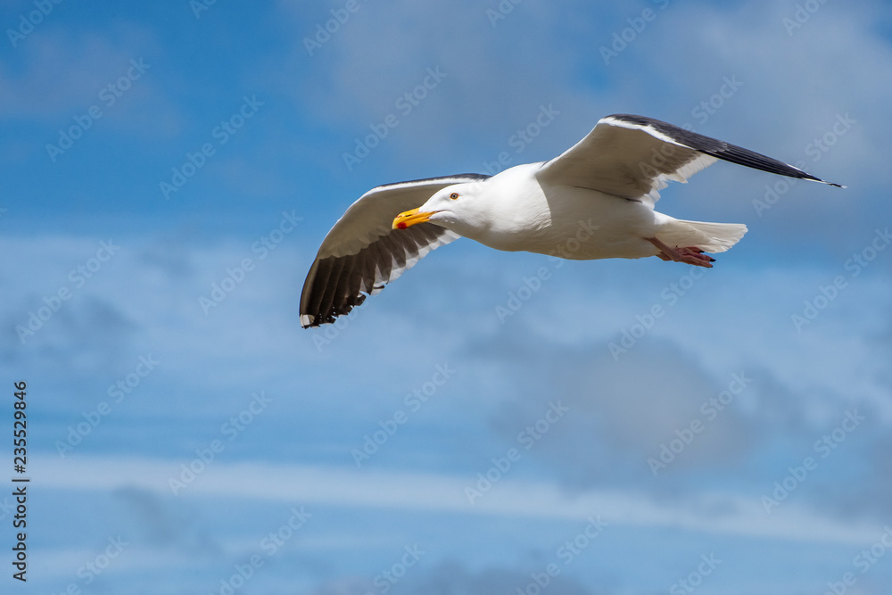 Fototapeta premium Seagull in Flight through a Cloudy Sky 2