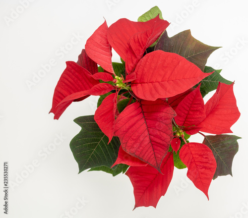 Cranberry wreath on a wood background