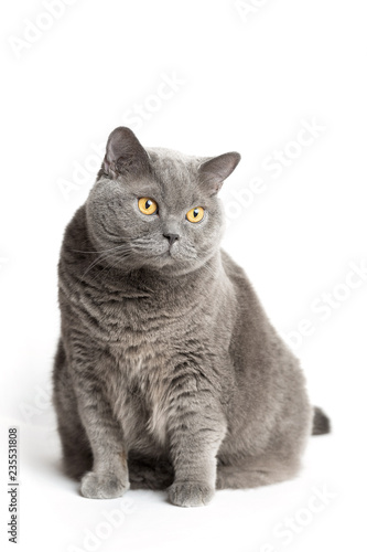 Gray british cat sits on a white background